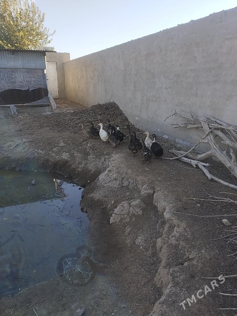 ördek gak gak - Байрамали - img 4