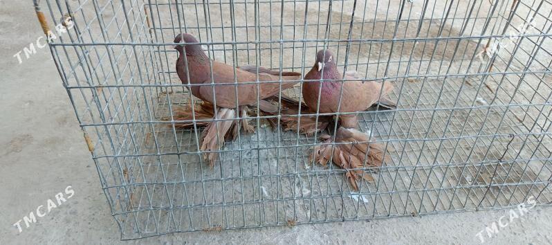 kepderi - Туркменабат - img 2