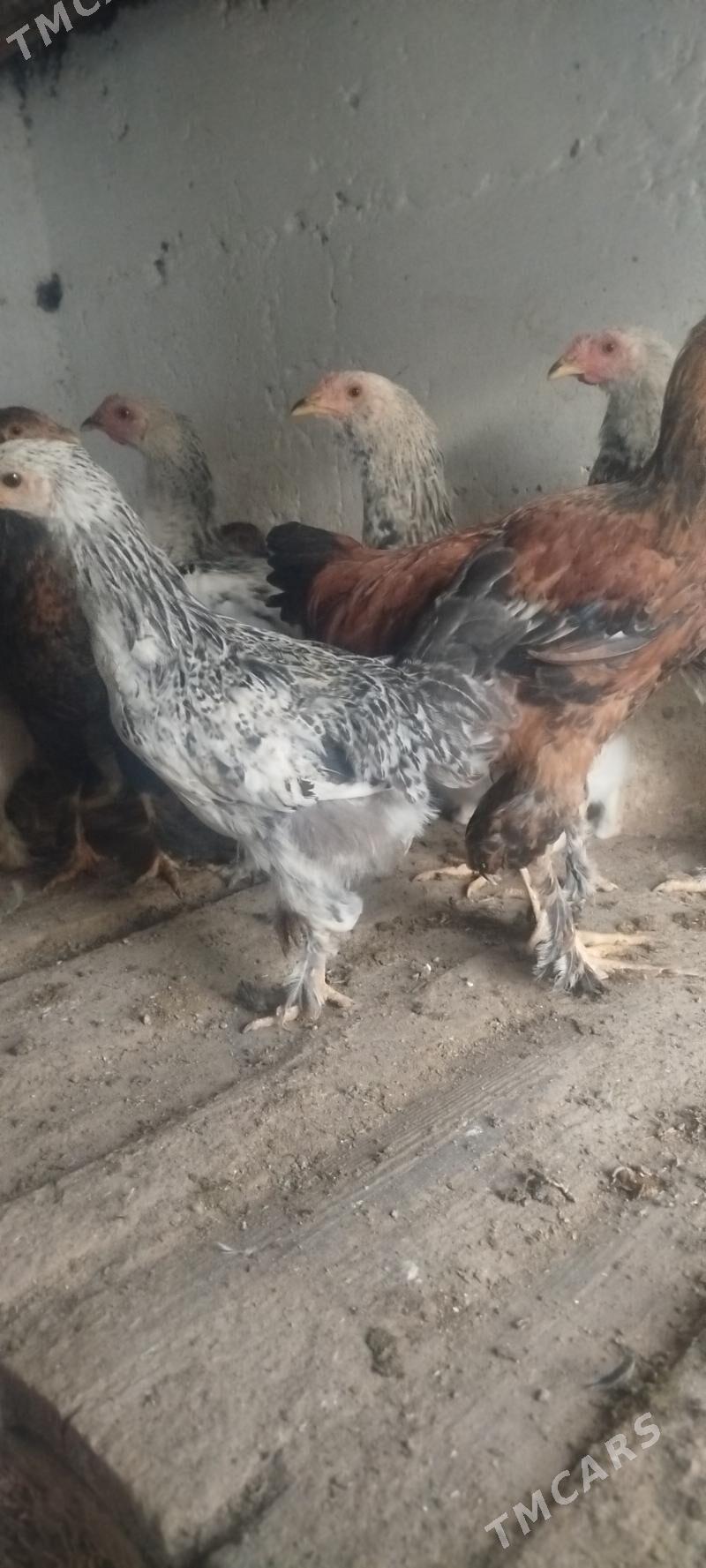 induk tovuk - Gyzylarbat - img 6