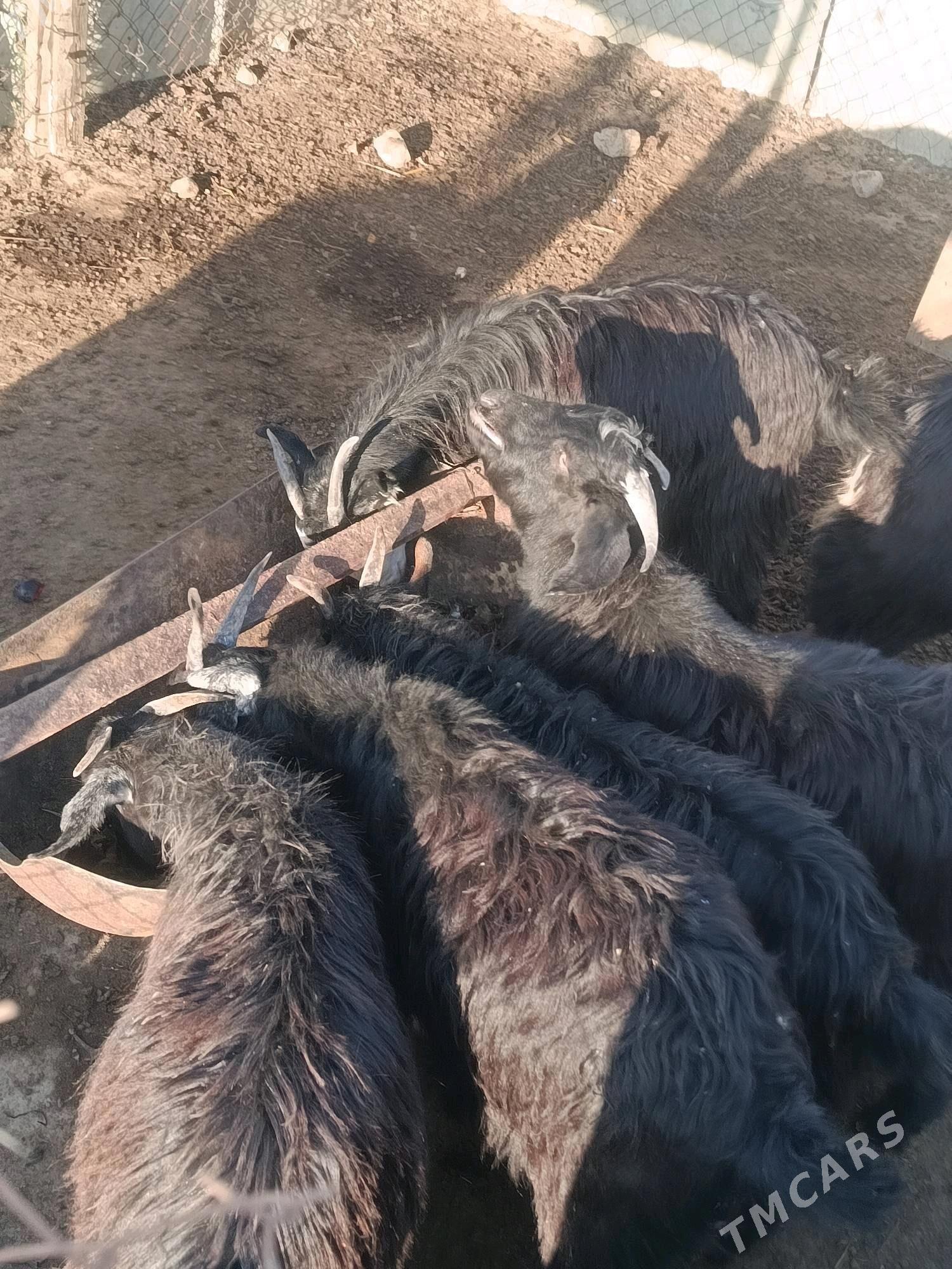 cewis - Ak bugdaý etraby - img 2