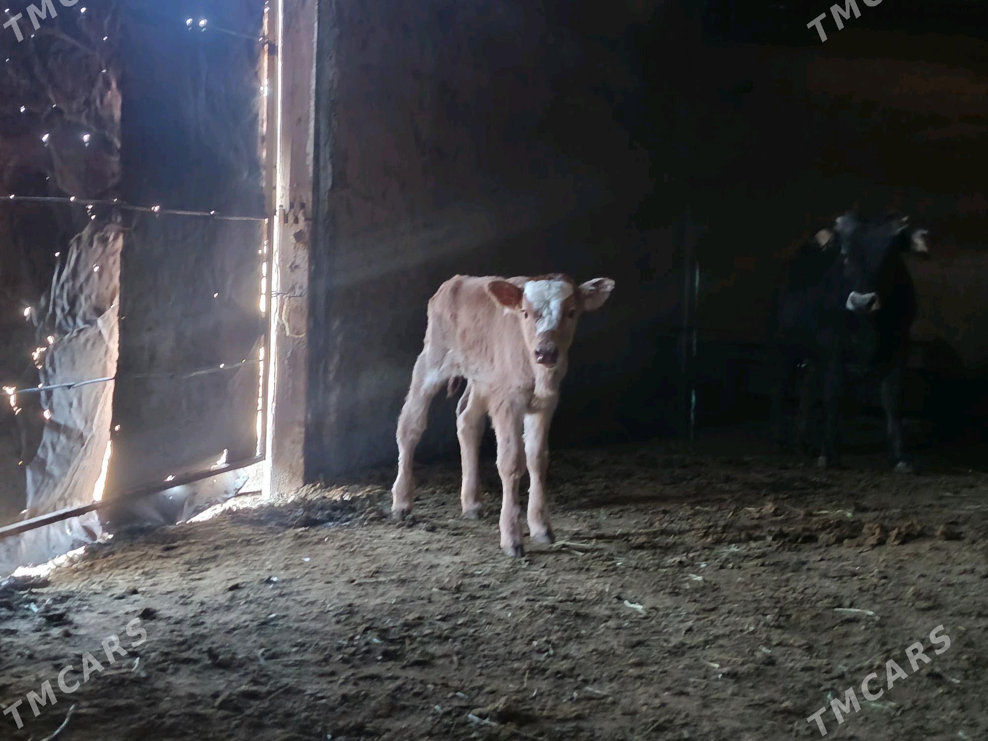 Göleli Sygyr - Bäherden - img 4