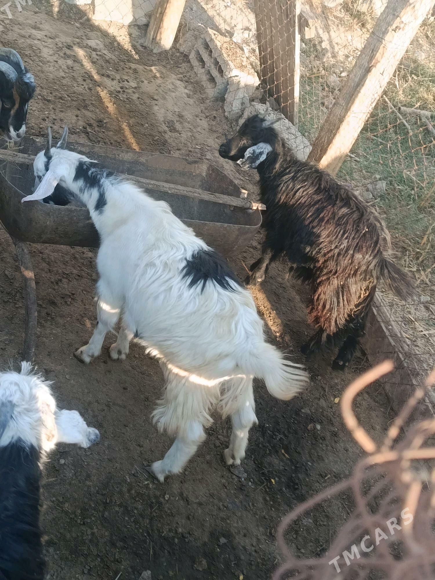 cewis - Ak bugdaý etraby - img 3