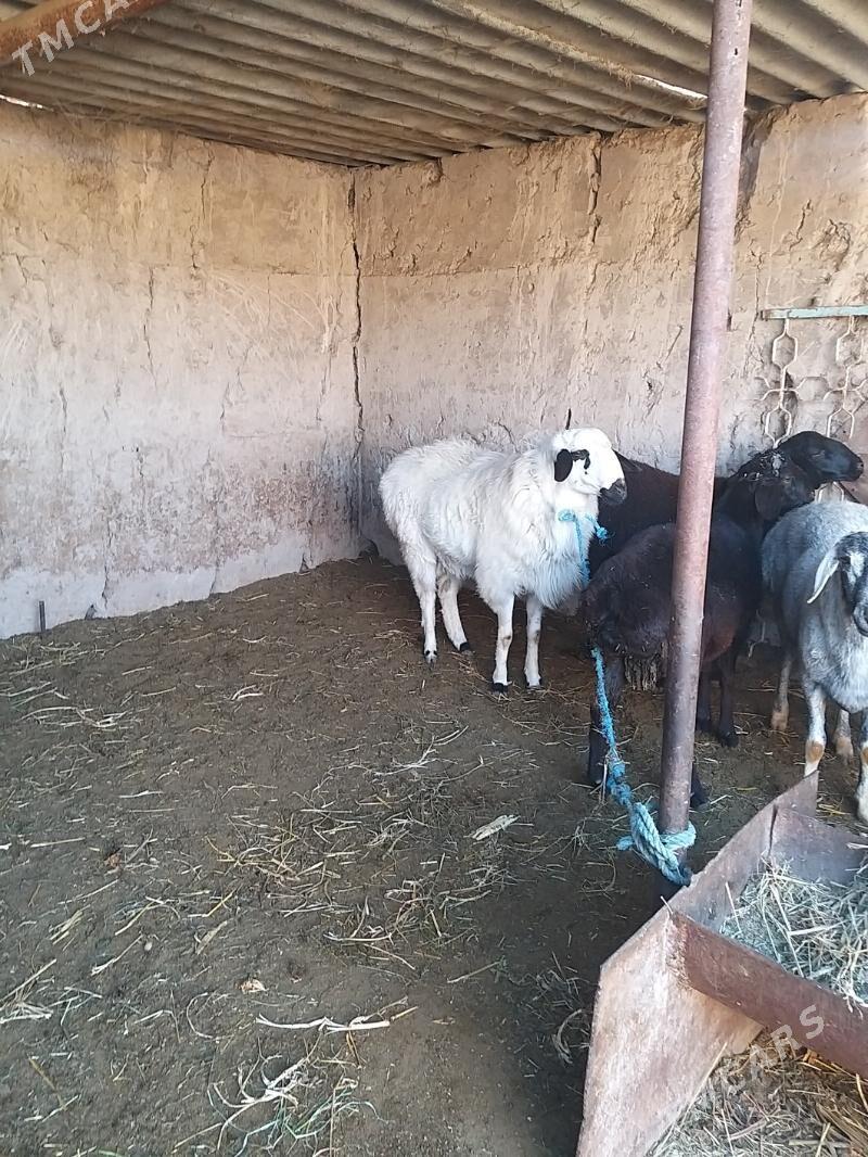 goyun - Çärjew - img 2