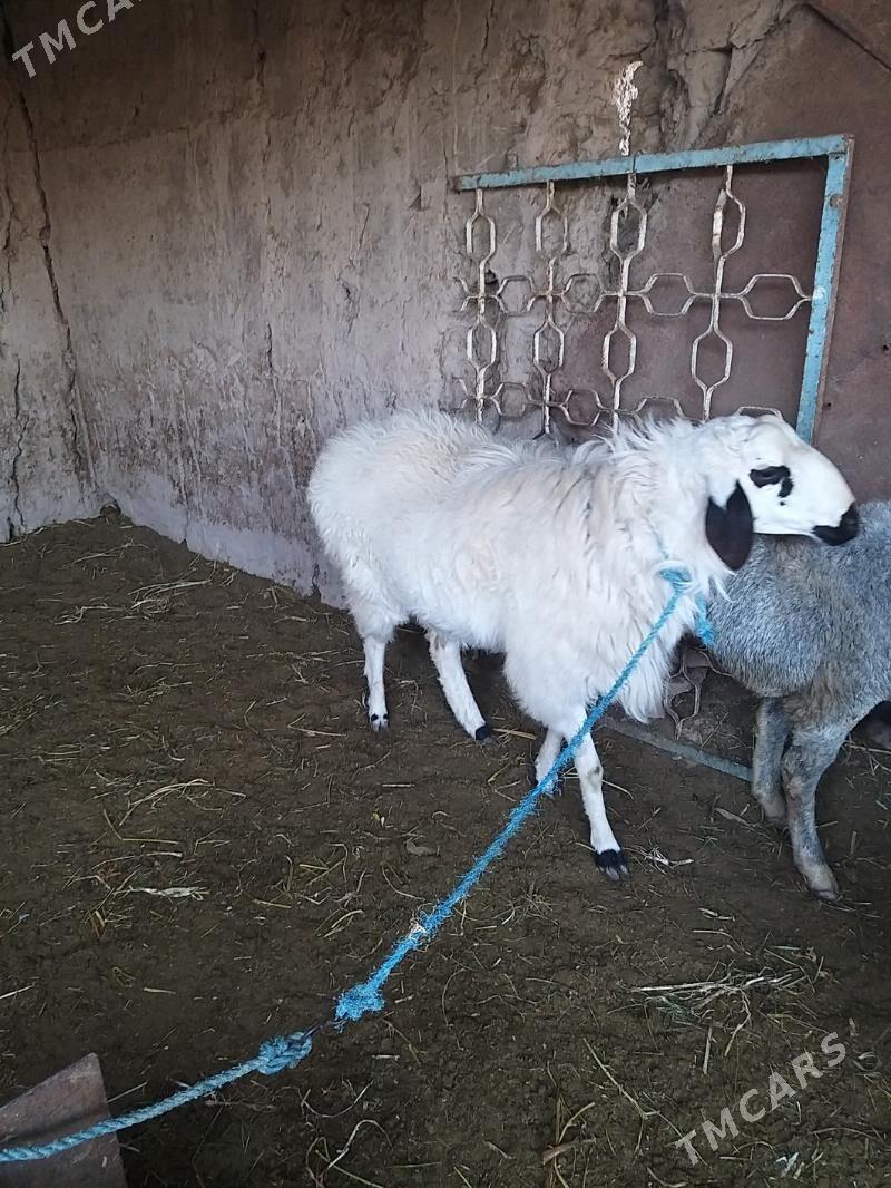 goyun - Çärjew - img 3