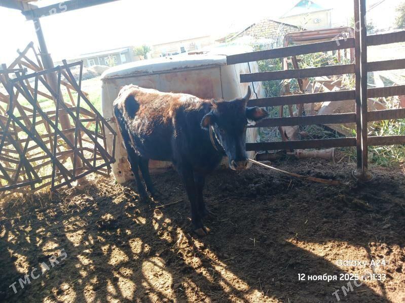 gulajyn - Мары - img 3