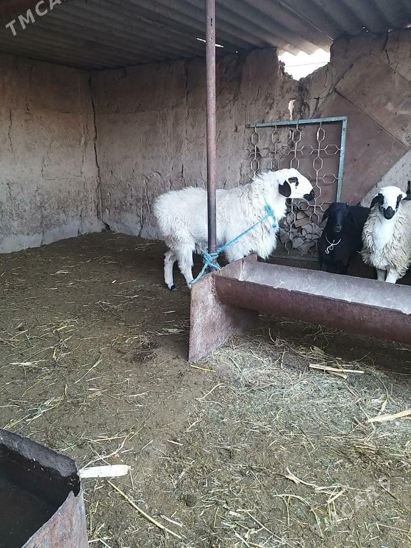 goyun - Çärjew - img 1