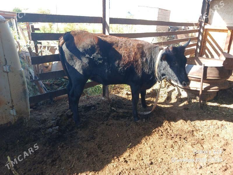 gulajyn - Мары - img 4