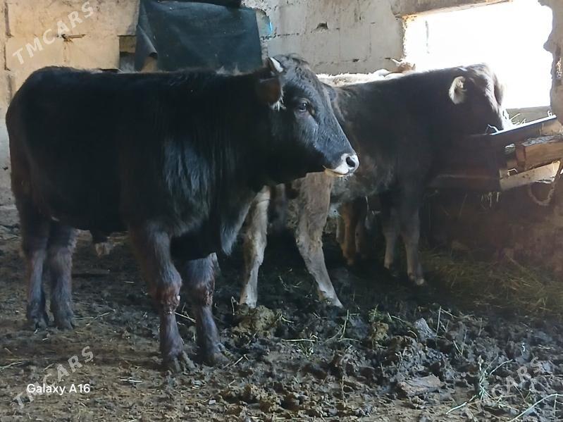 okizler - Bäherden - img 2