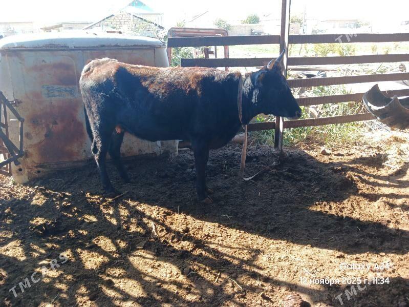 gulajyn - Мары - img 2