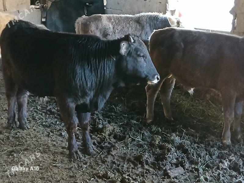 okizler - Bäherden - img 7