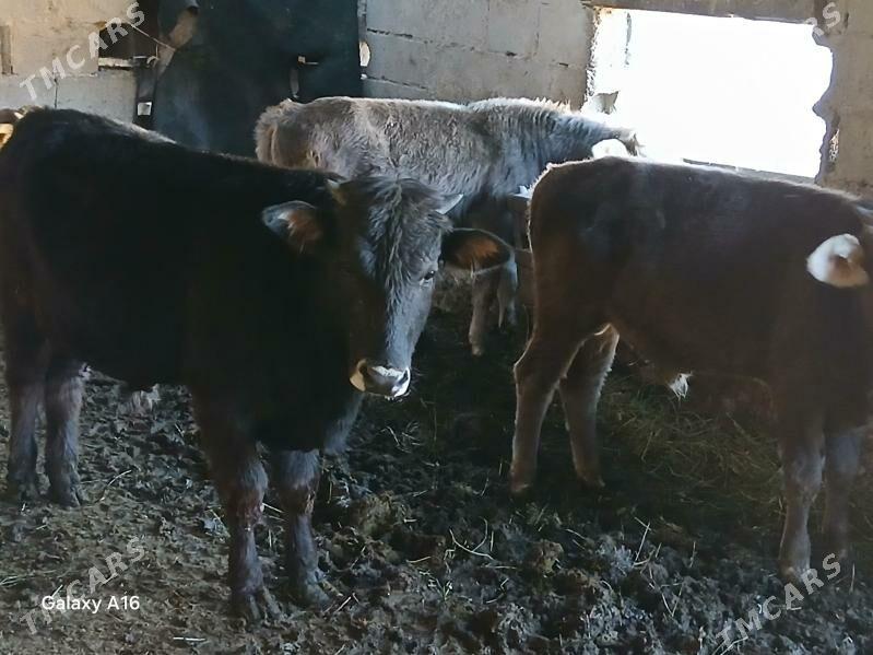 okizler - Bäherden - img 6