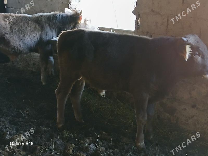 okizler - Bäherden - img 5