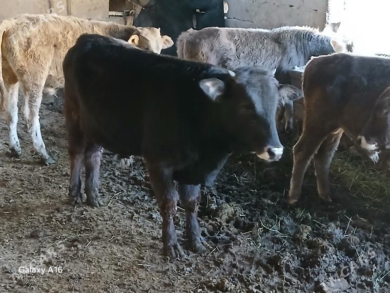 okizler - Bäherden - img 3