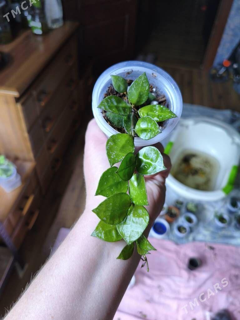 комнатные растения - Мир 7 - img 2