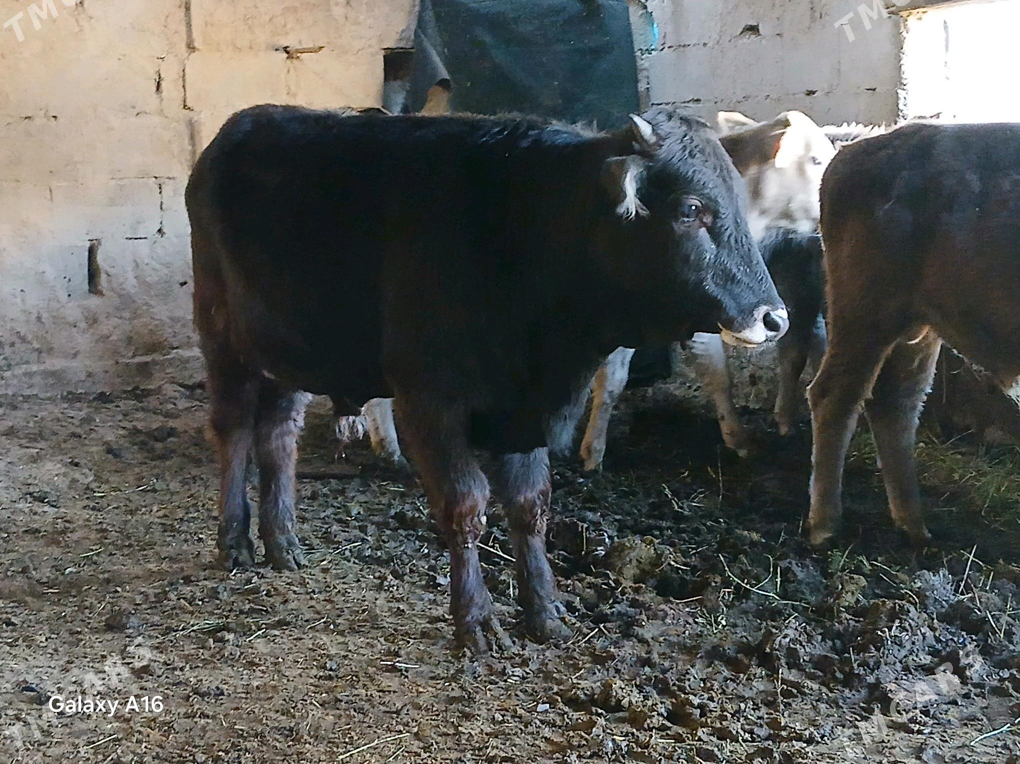 okizler - Bäherden - img 4