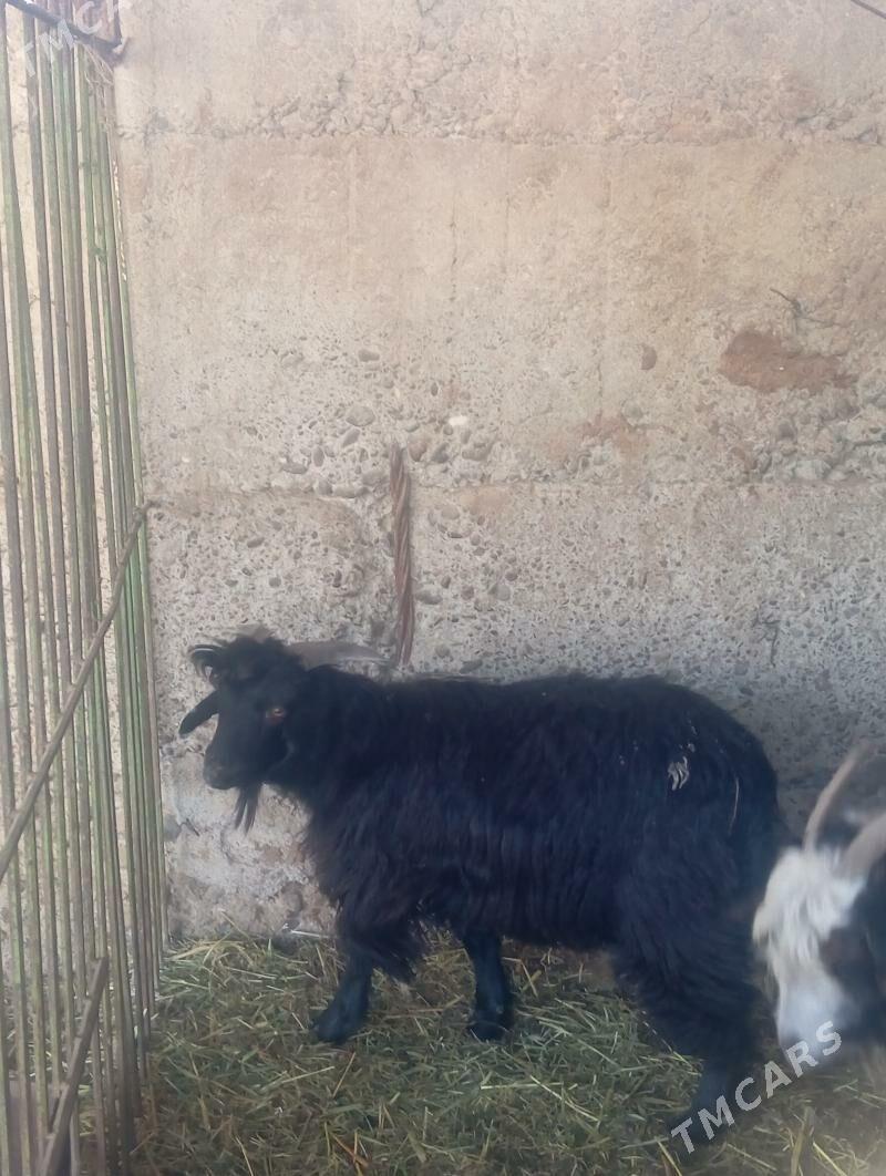 geçi - Gypjak - img 1