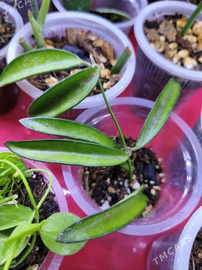 комнатные растения - Мир 7 - img 4