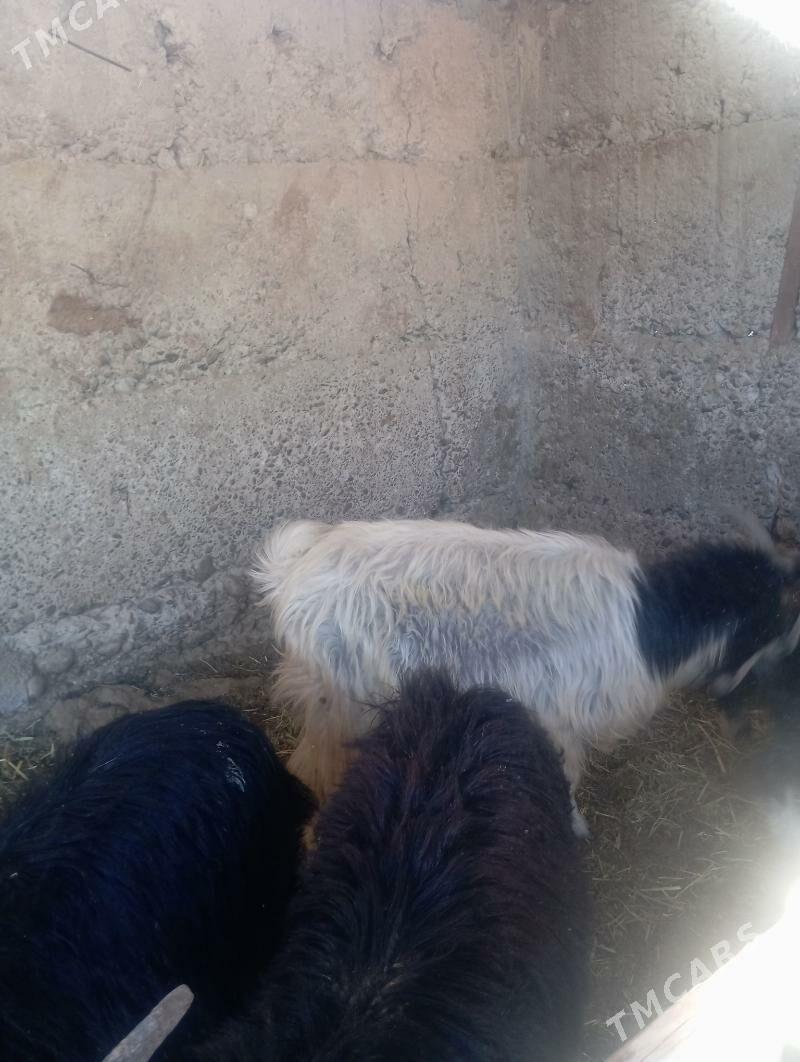 geçi - Gypjak - img 3