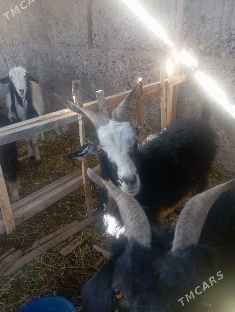 geçi - Gypjak - img 5