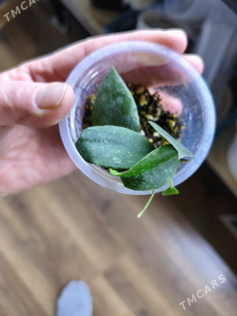 комнатные растения - Мир 7 - img 5