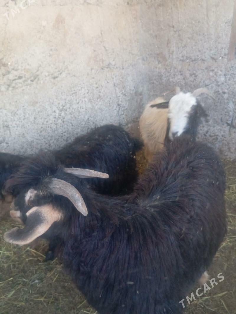 geçi - Gypjak - img 2