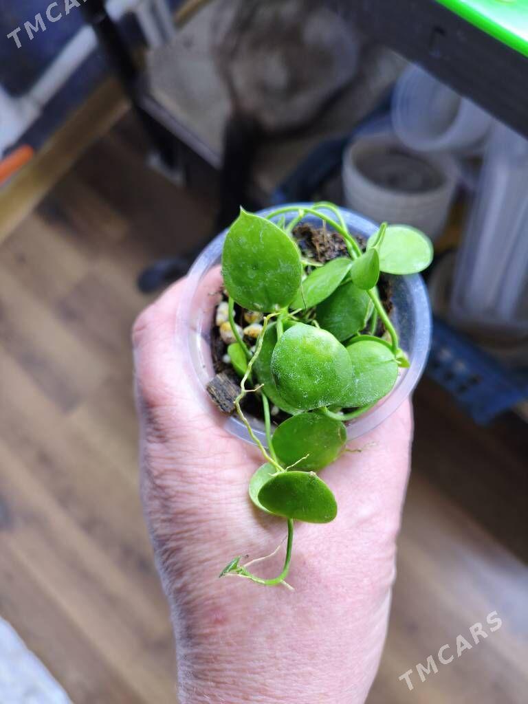 комнатные растения - Мир 7 - img 3