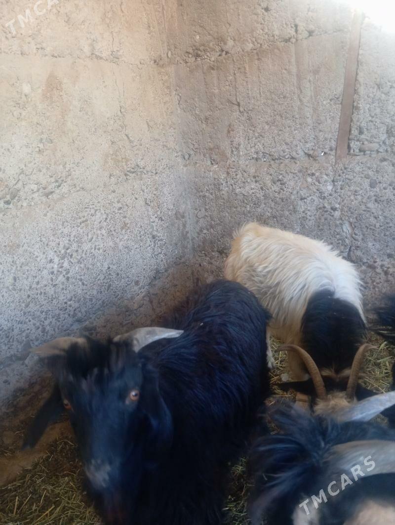 geçi - Gypjak - img 4