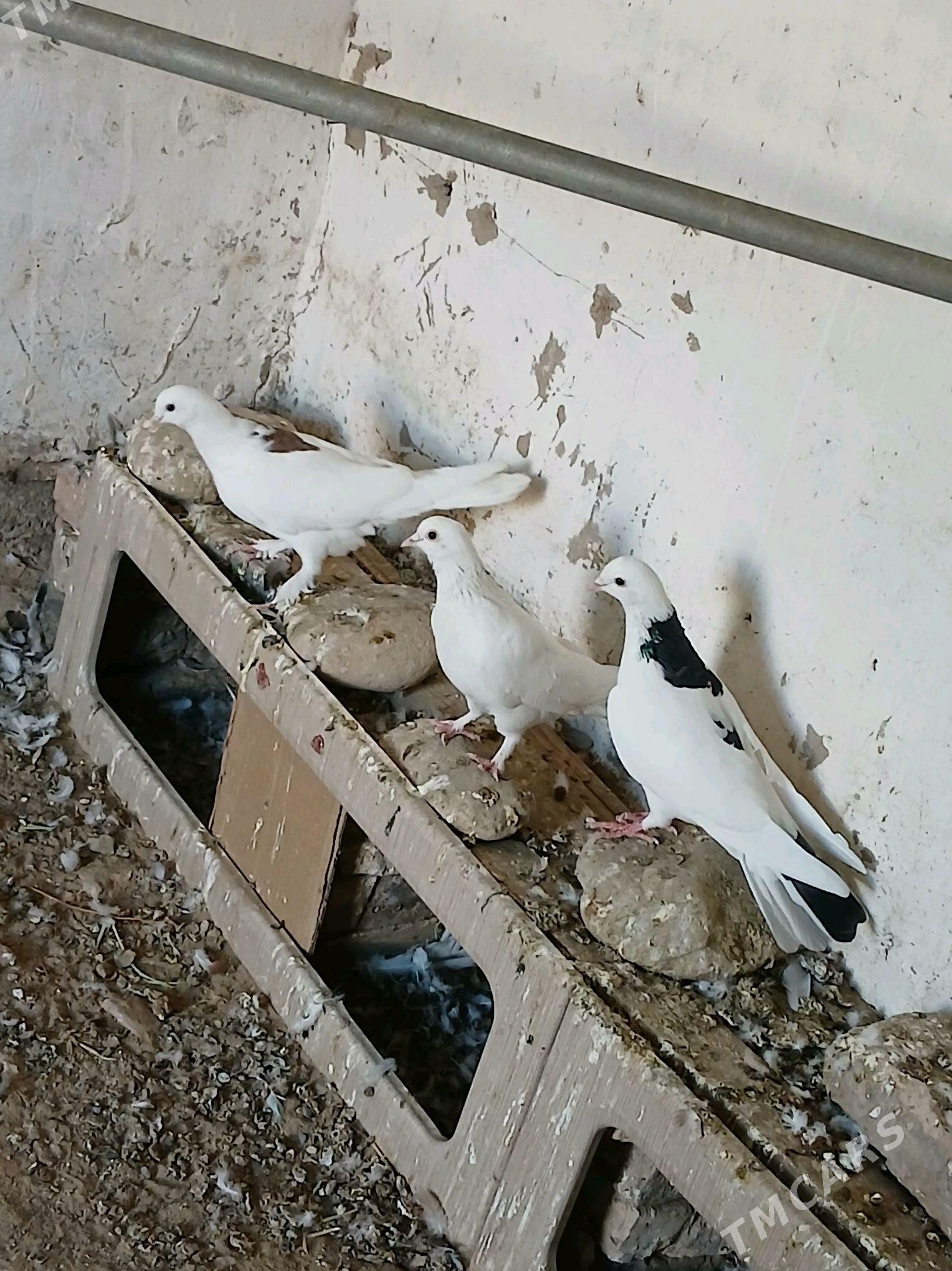 kepderi - Tejen - img 3