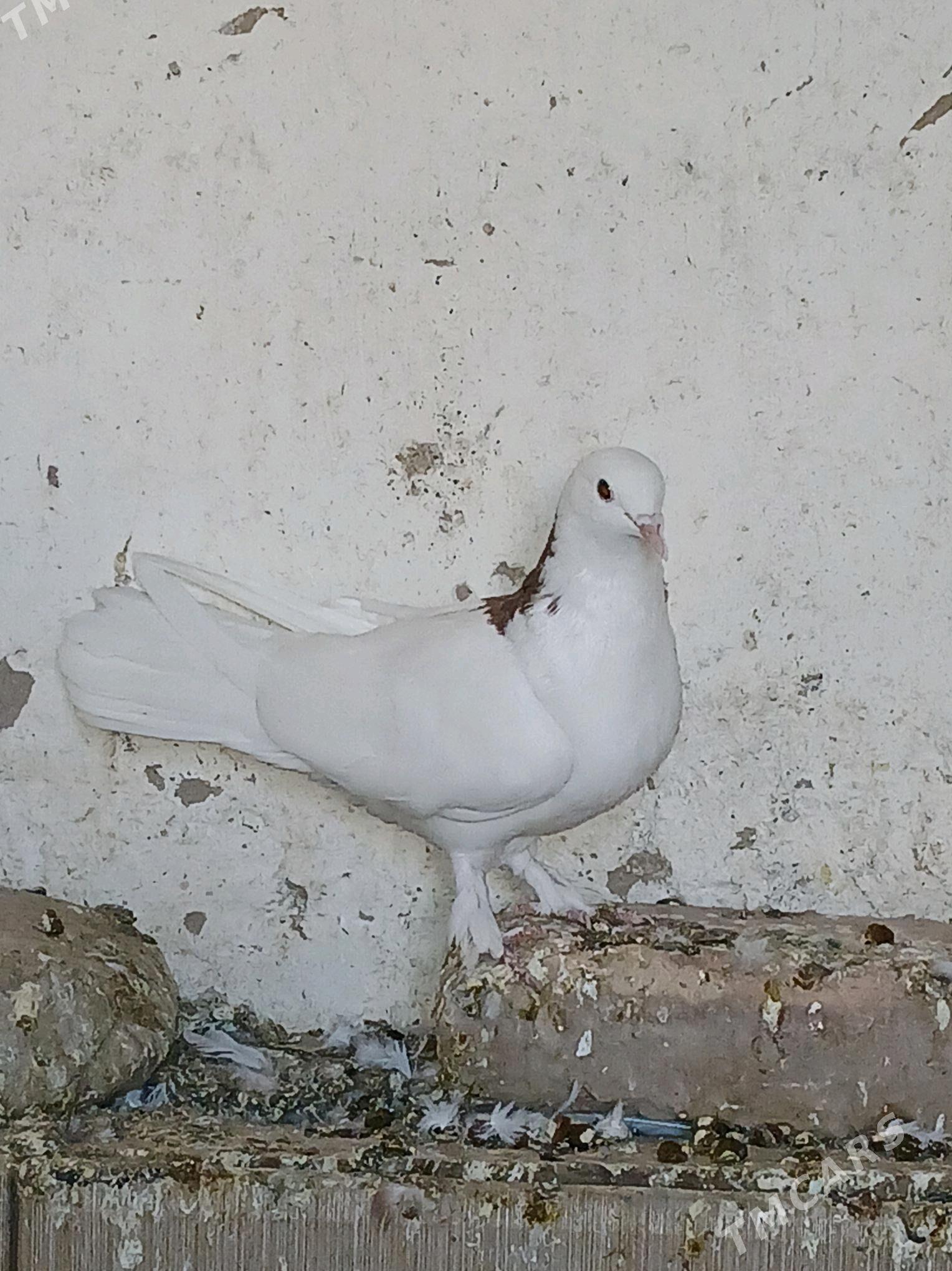 kepderi - Tejen - img 2