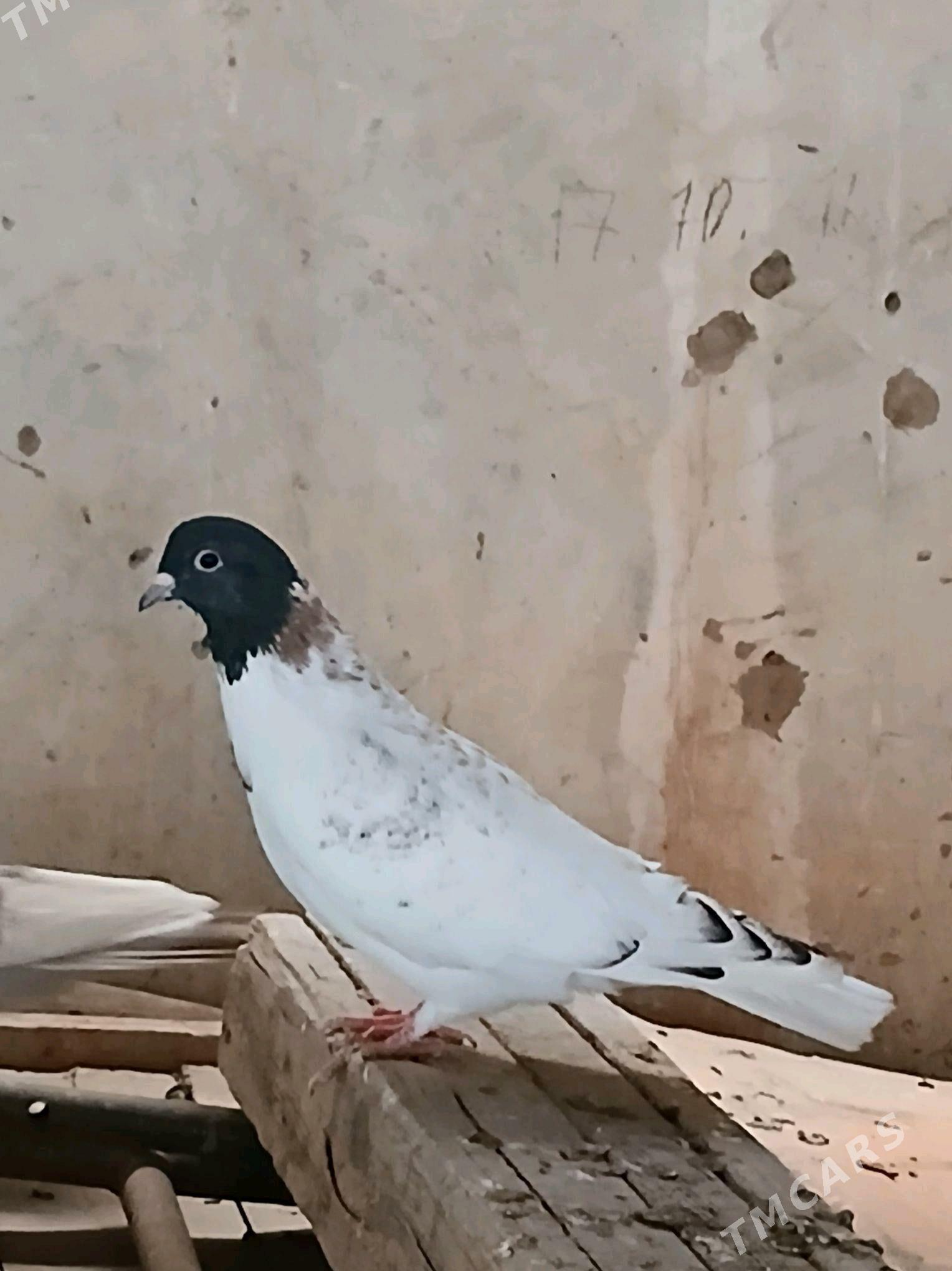 kepderi - Tejen - img 4