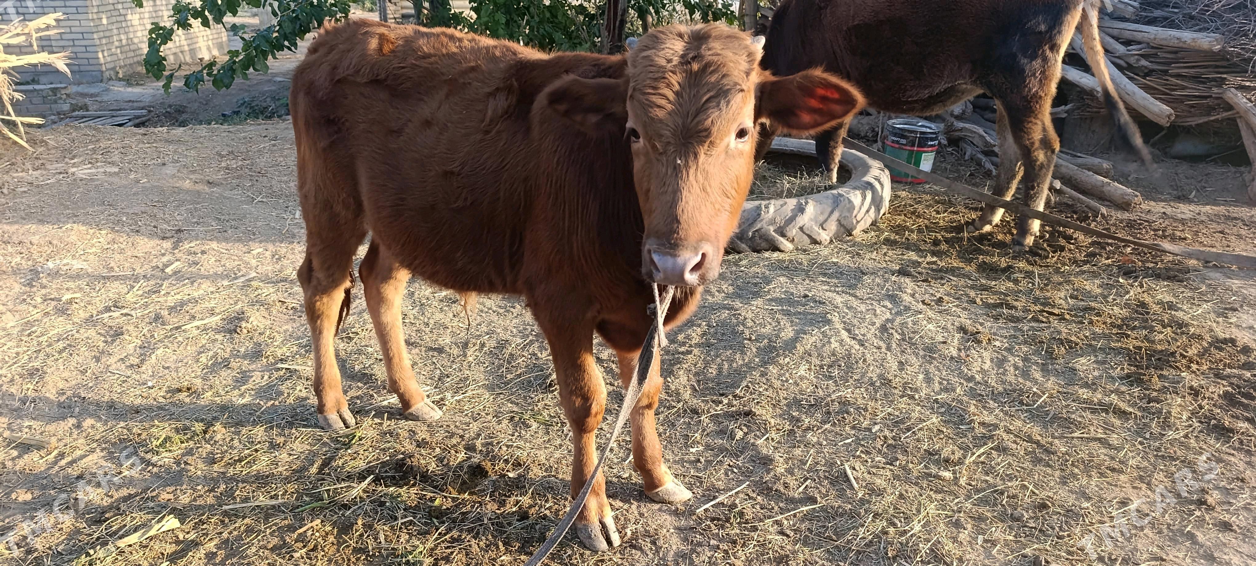 öküzce - Mary - img 2