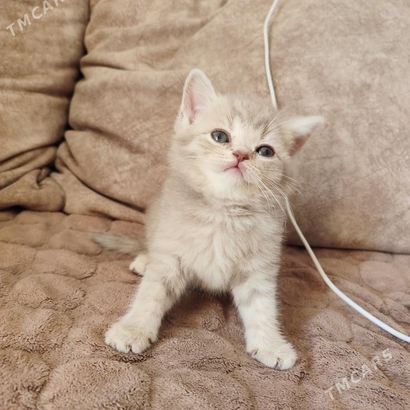 котенок - Балканабат - img 7