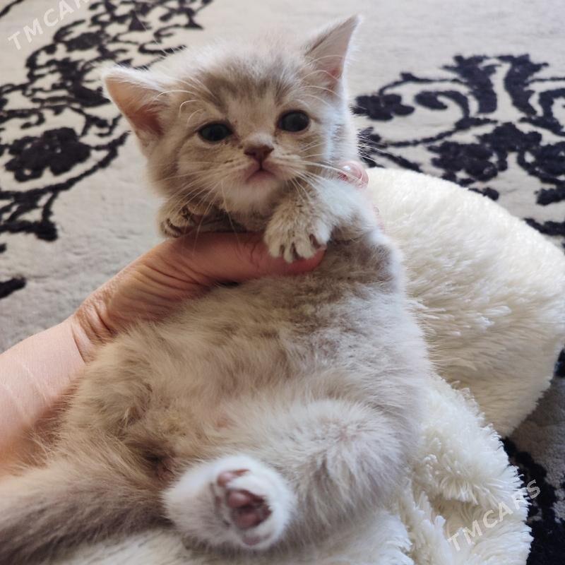 котенок - Балканабат - img 2