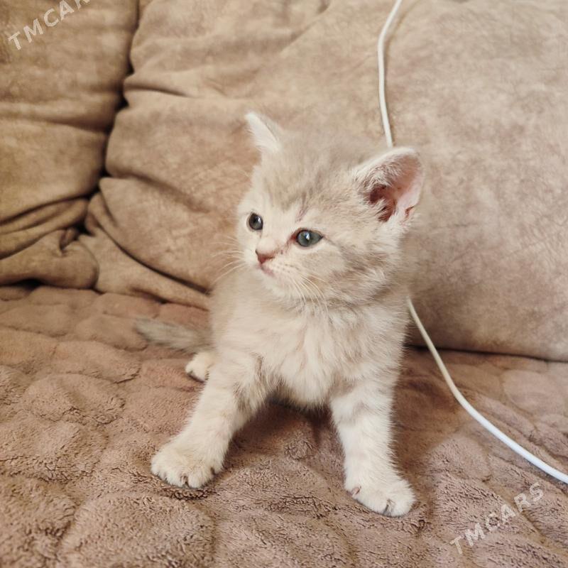котенок - Балканабат - img 4