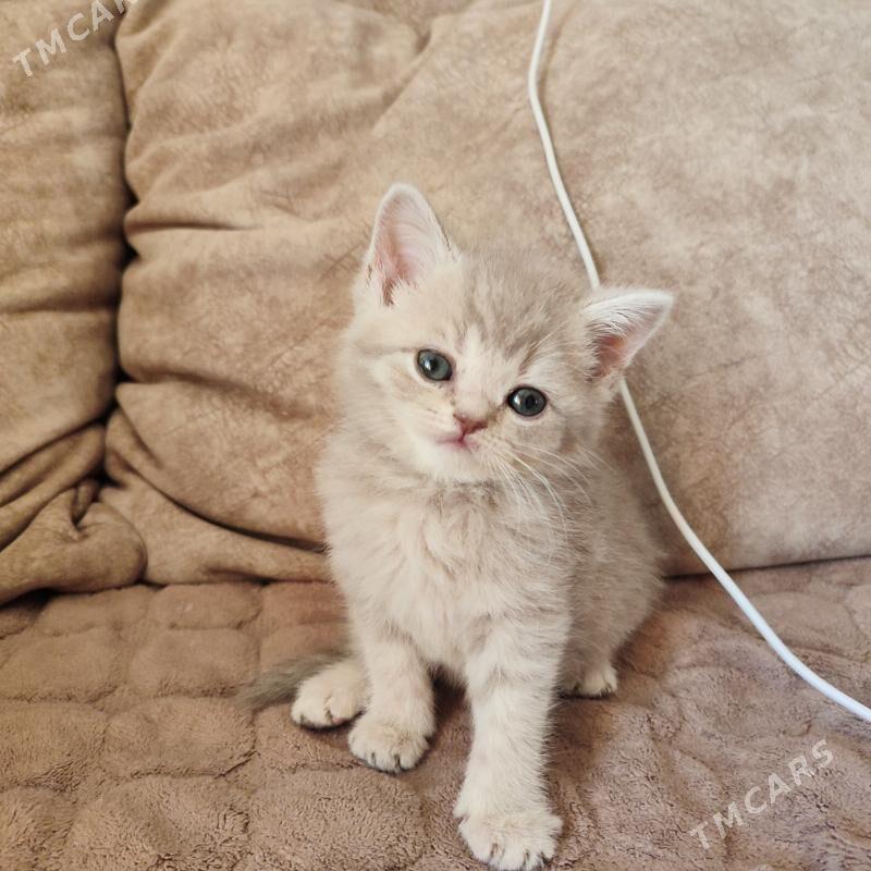 котенок - Балканабат - img 6
