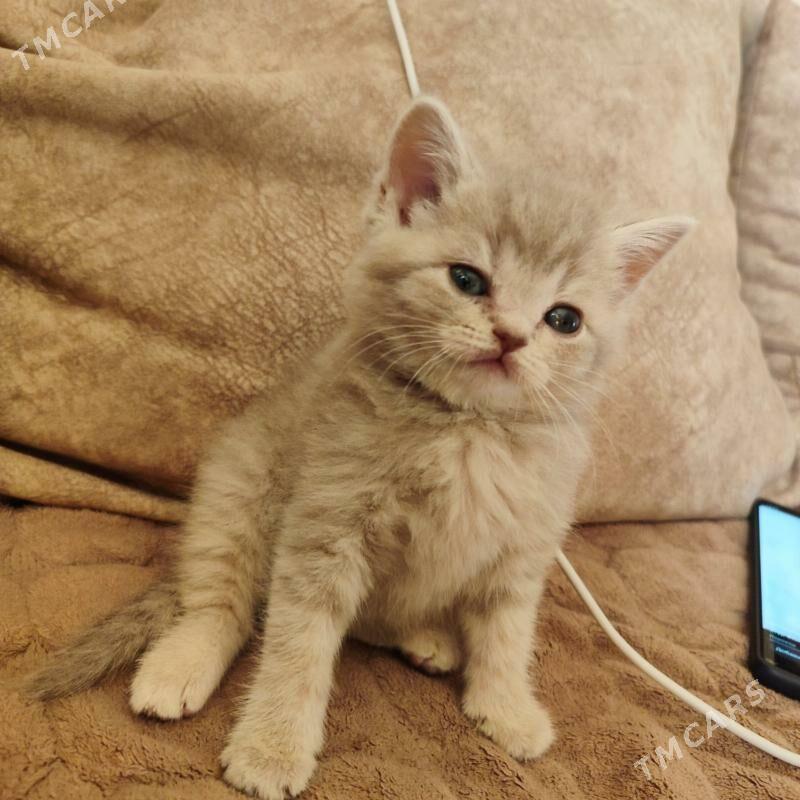 котенок - Балканабат - img 5