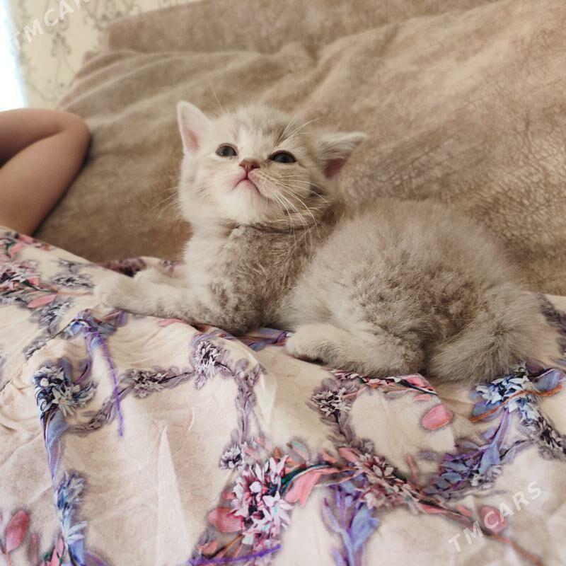 котенок - Балканабат - img 3