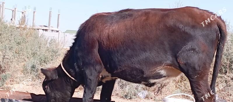 tuwe - Чоганлы - img 1