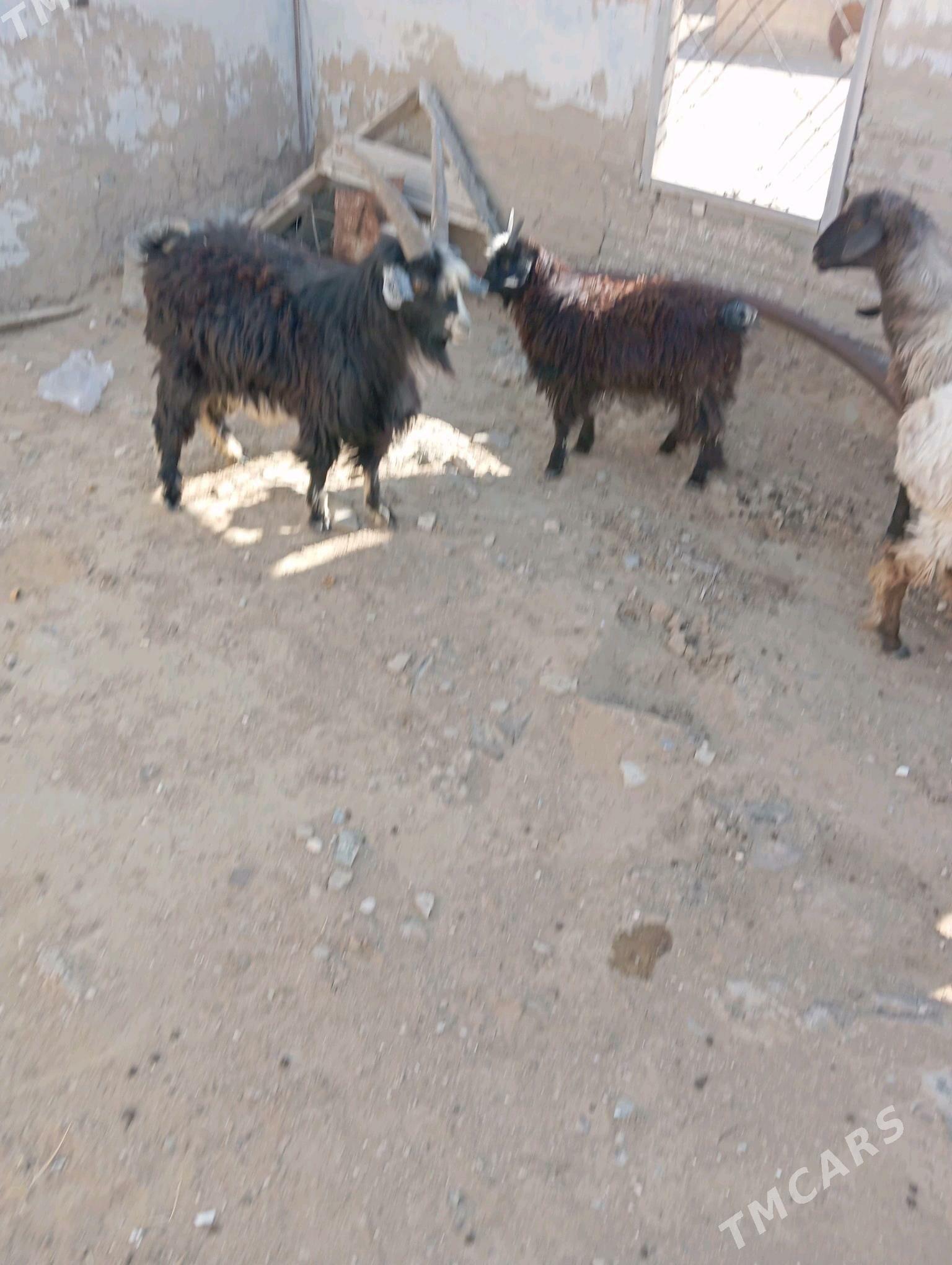 yeri bugdayyly goyun cevis gec - Esenguly - img 1