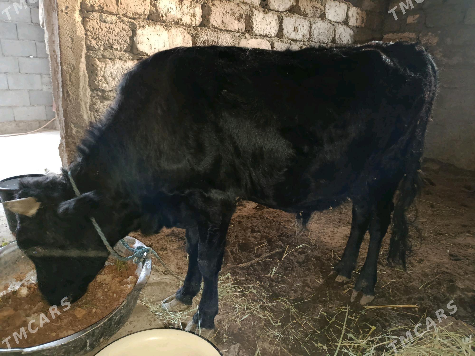 Öküz - Ашхабад - img 3