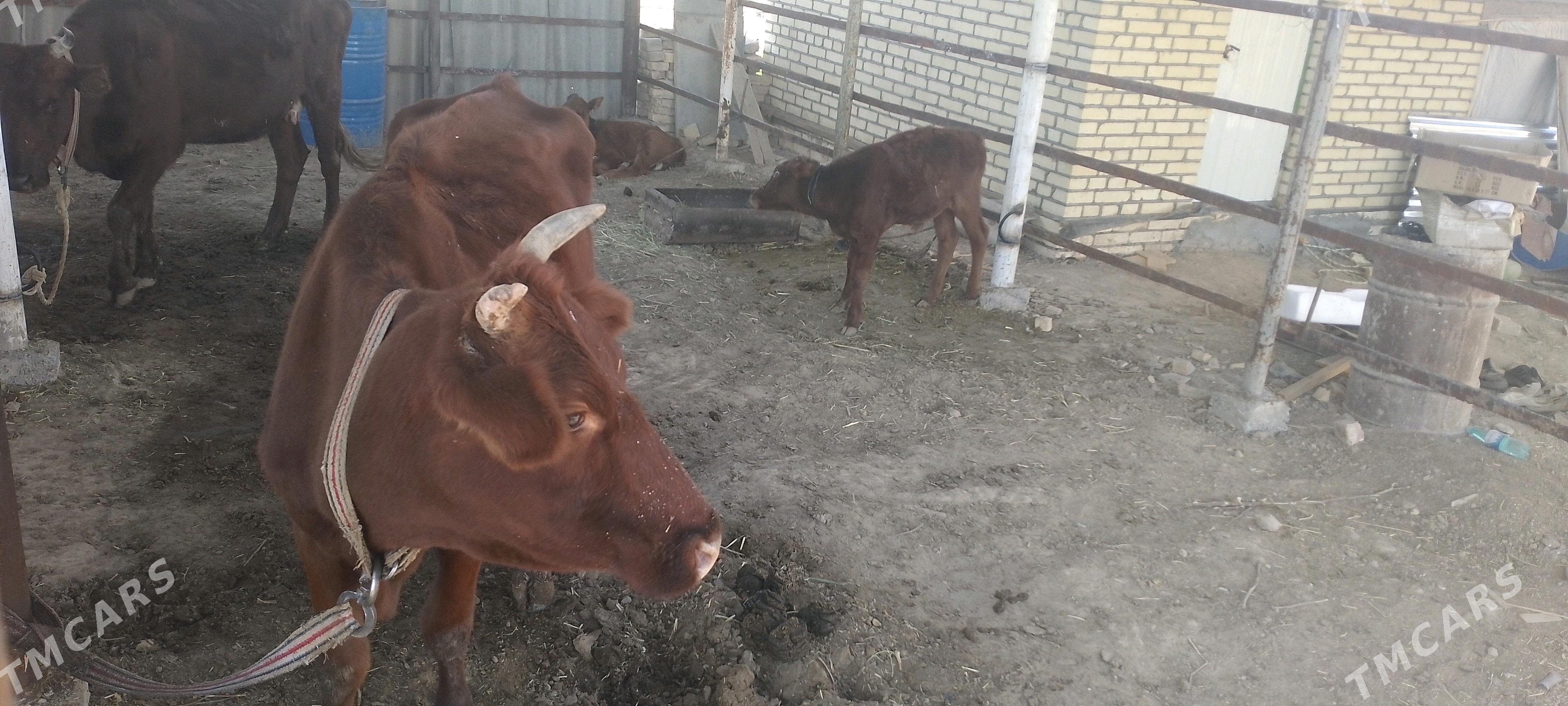 Goleli sygyr - Baýramaly - img 2