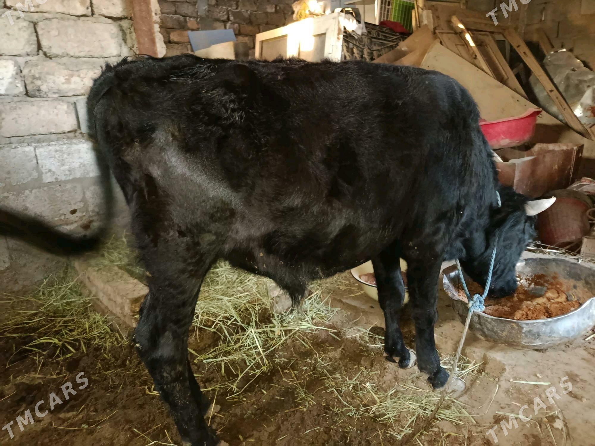 Öküz - Ашхабад - img 2