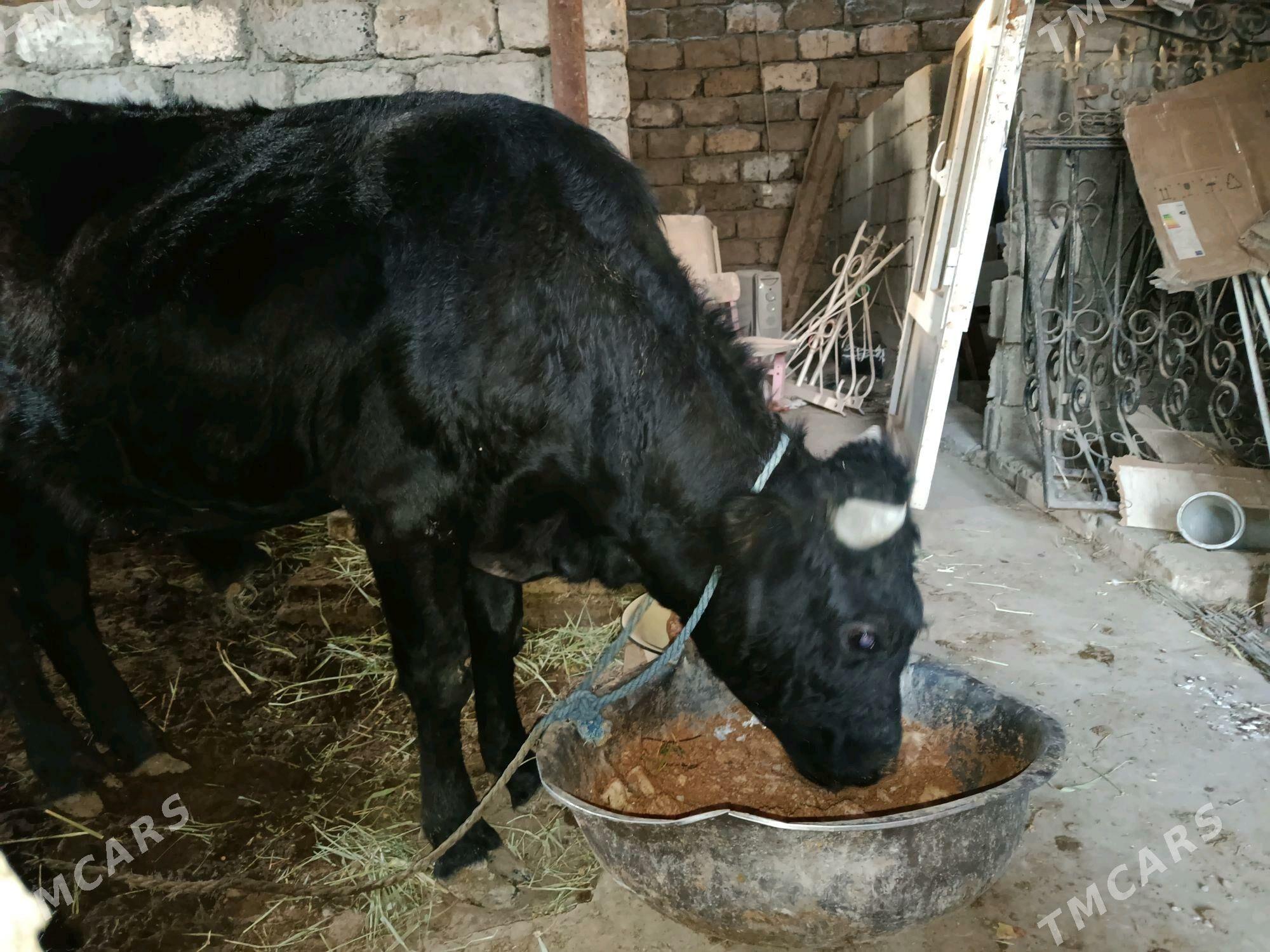 Öküz - Ашхабад - img 1