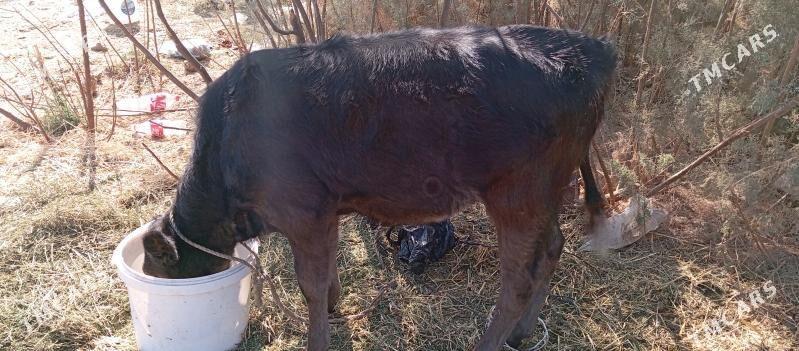 tuwe - Чоганлы - img 4