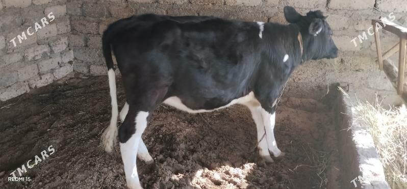 TÜWE B/N ÖKÜZ - Bagyr - img 2