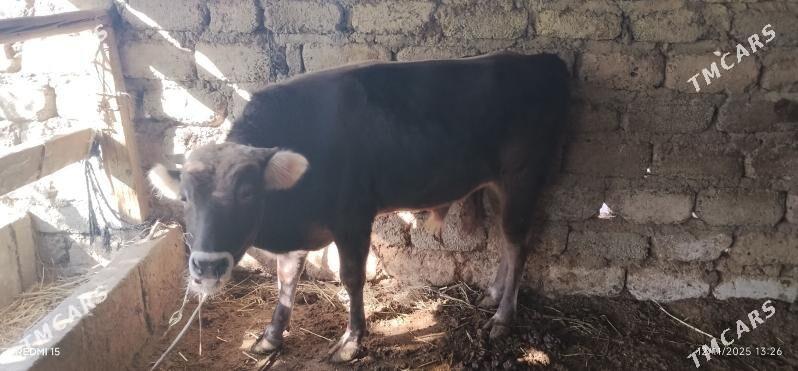 TÜWE B/N ÖKÜZ - Bagyr - img 4