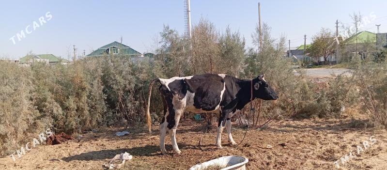 tuwe - Чоганлы - img 7