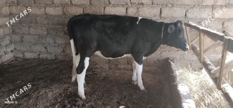 TÜWE B/N ÖKÜZ - Bagyr - img 1