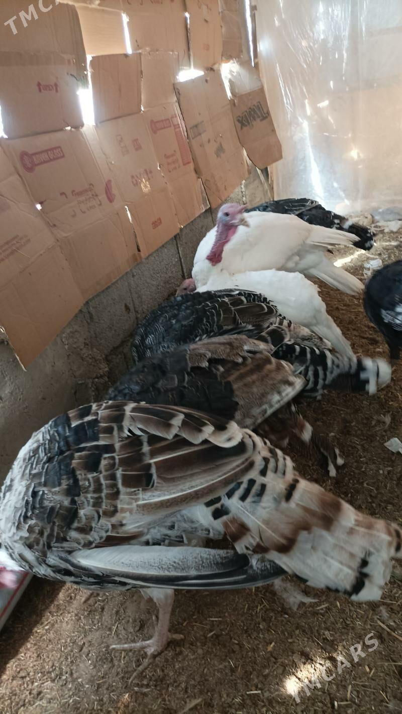 induk - Бабадайхан - img 3