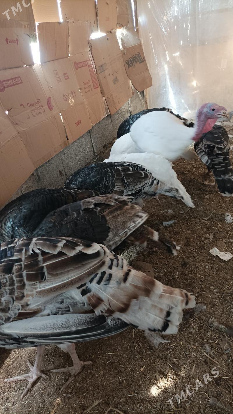 induk - Бабадайхан - img 2